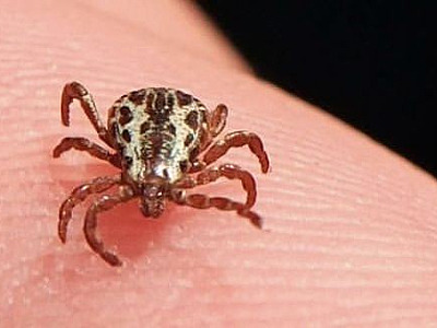 Governo de SP emite alerta sobre febre maculosa