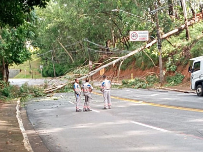 Árvore de grande porte cai sobre fiação e Via Parque é interditada