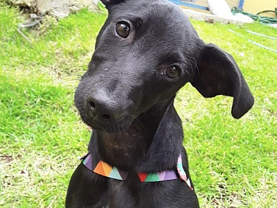 SOS Pet Alpha realiza feira de adoção neste sábado (11)