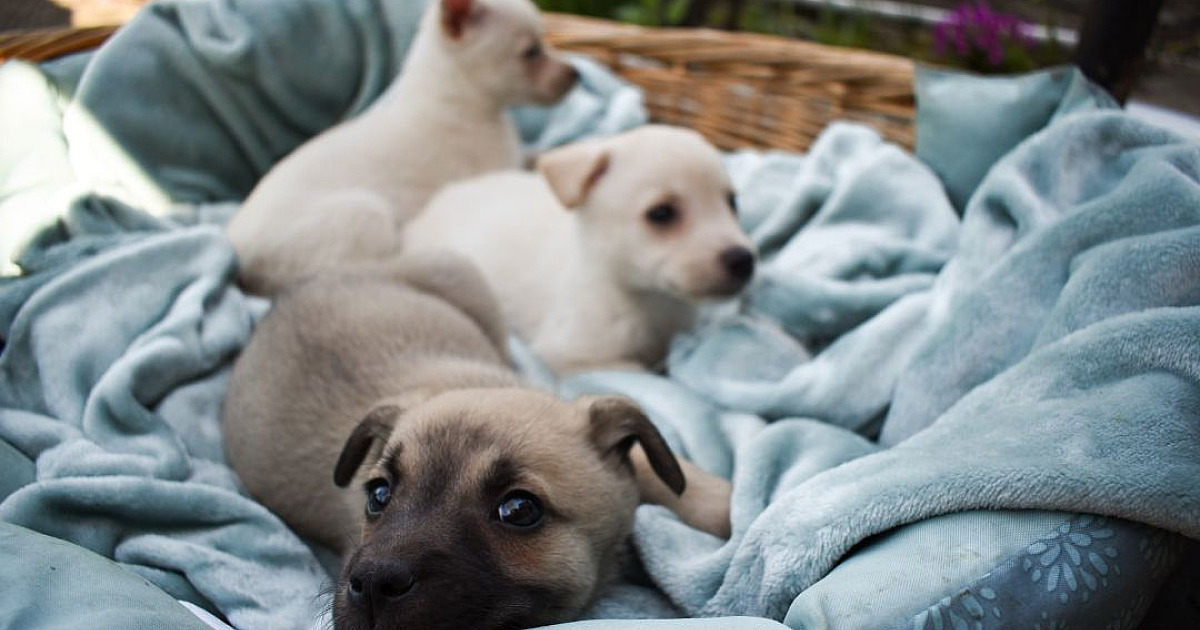 Cobasi inicia campanha do agasalho pet em Alphaville