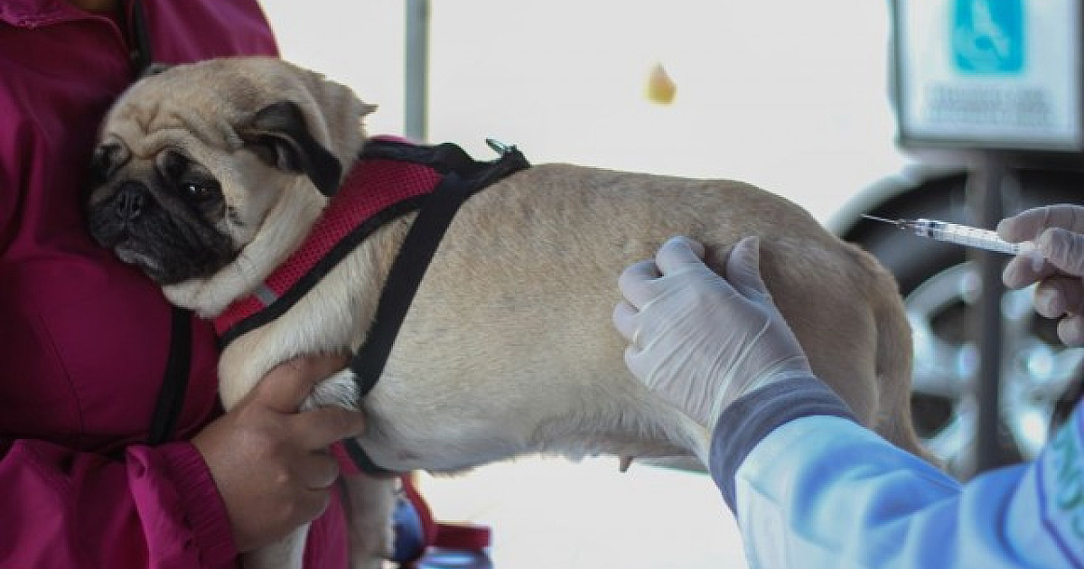Agendamento para vacinação antirrábica segue até sexta-feira (2) em Barueri