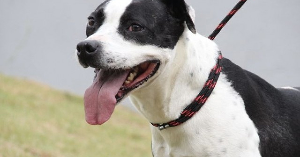 Parque Ecológico recebe feira de adoção de pets no fim de semana