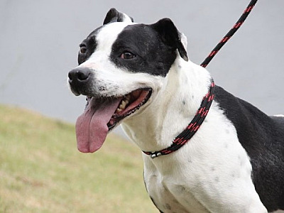 Parque Ecológico recebe feira de adoção de pets no fim de semana