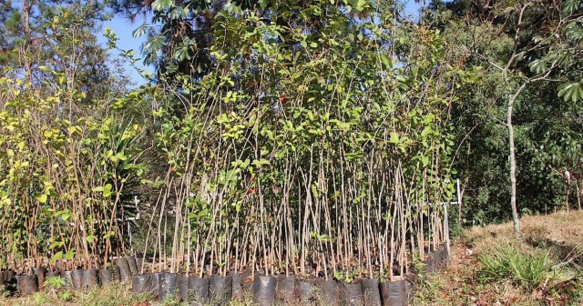 Prefeitura de Parnaíba cria projeto Arborizar