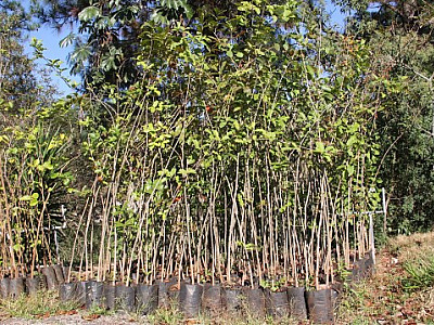 Prefeitura de Parnaíba cria projeto Arborizar