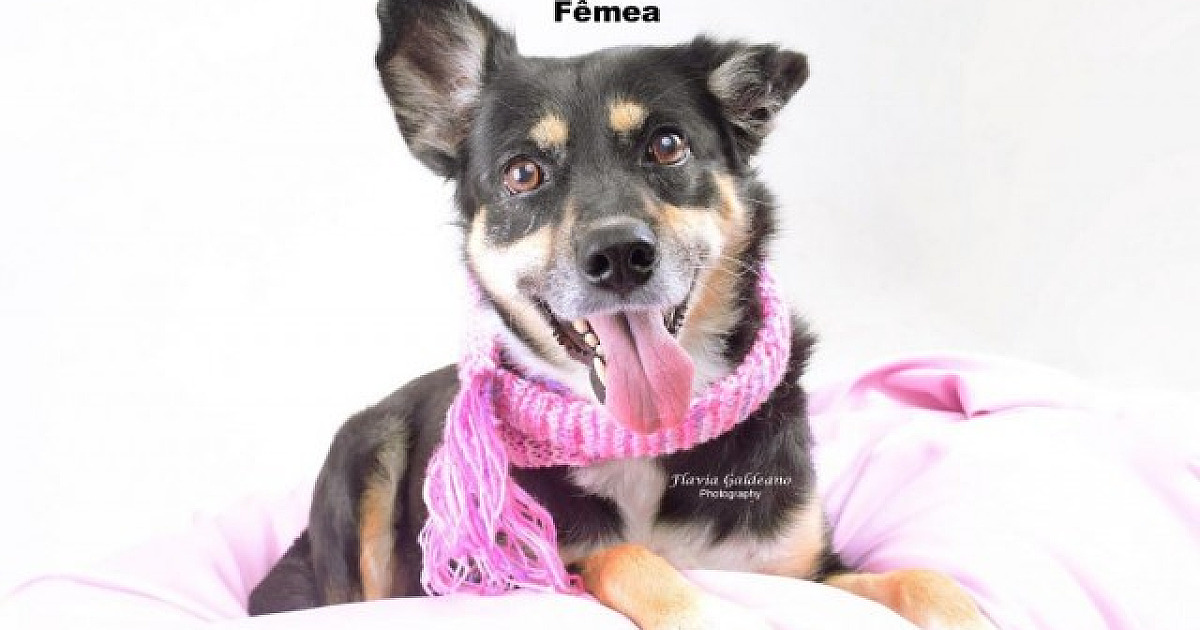 Mesmo com volta das feiras, adoção de pets não registra aumento