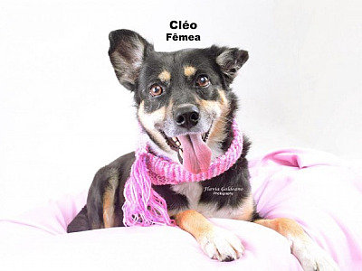 Mesmo com volta das feiras, adoção de pets não registra aumento