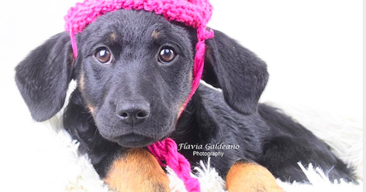 SOS Pet Alpha realiza feira de adoção de animais neste sábado (28)