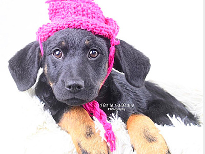 SOS Pet Alpha realiza feira de adoção de animais neste sábado (28)