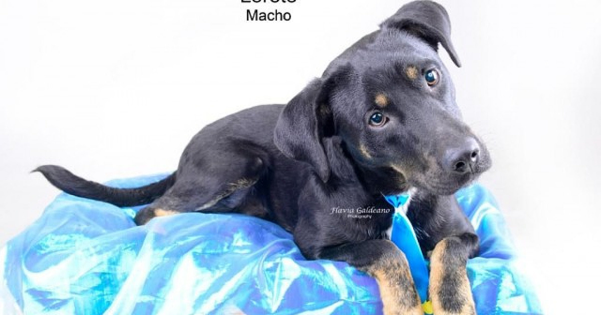 Após ‘boom’ de adoções, ONGs relatam alta no abandono de pets