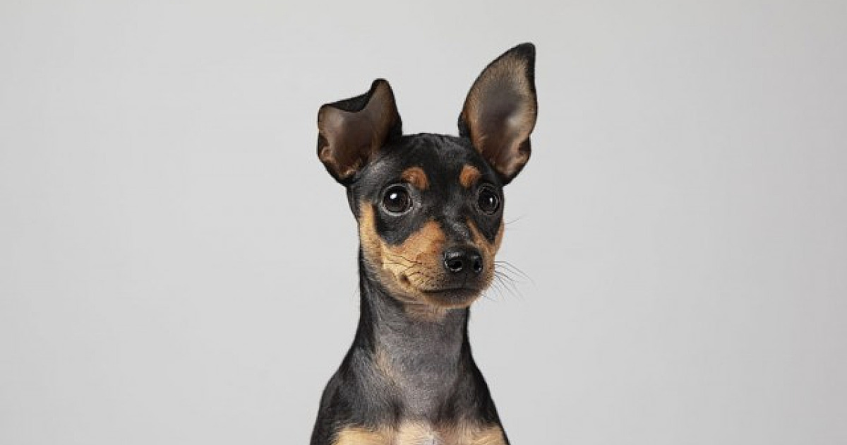 Shopping Flamingo recebe feira de adoção de animais neste sábado (27)