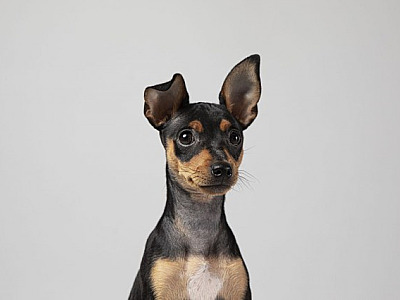 Shopping Flamingo recebe feira de adoção de animais neste sábado (27)