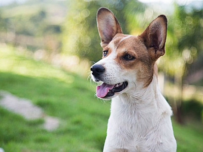 Feiras de adoção de animais acontecem neste fim de semana