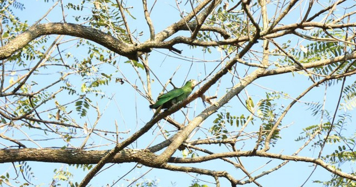 Evento "Vem Passarinhar" acontece neste sábado (18) no Parque Ecológico