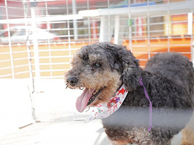 Confira as feiras de adoção de pets neste fim de semana em Alphaville