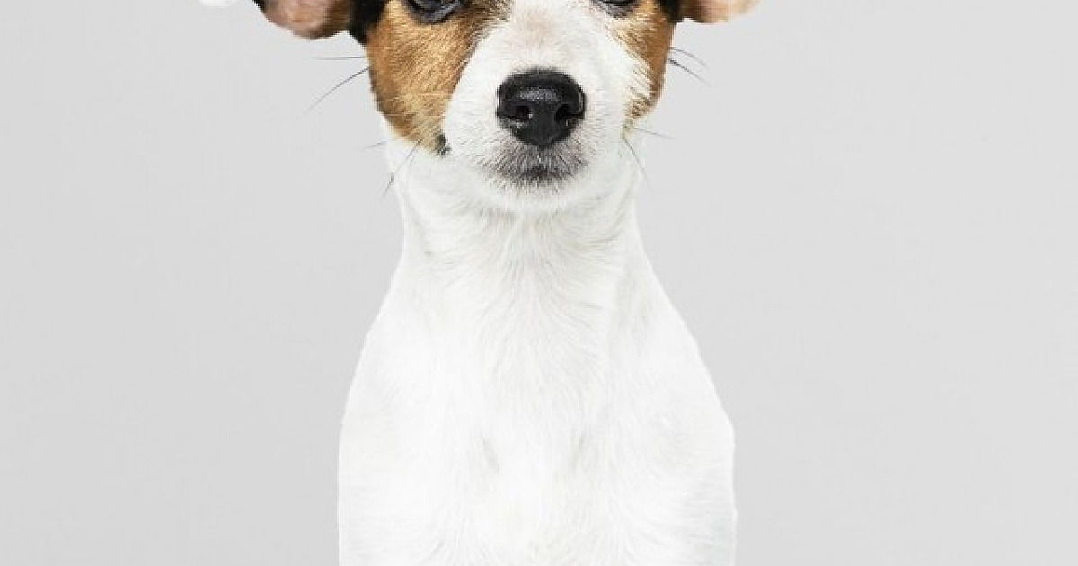 Cepad promove diferentes feiras de adoção de pets em Alphaville em junho