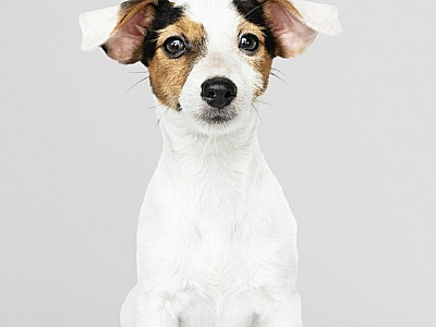 Cepad promove diferentes feiras de adoção de pets em Alphaville em junho