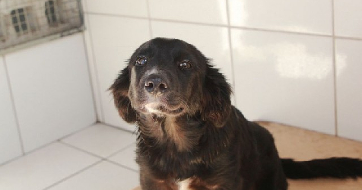 Barueri registrou mais de 400 denúncias de maus-tratos a animais neste ano