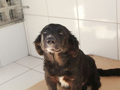 Barueri registrou mais de 400 denúncias de maus-tratos a animais neste ano