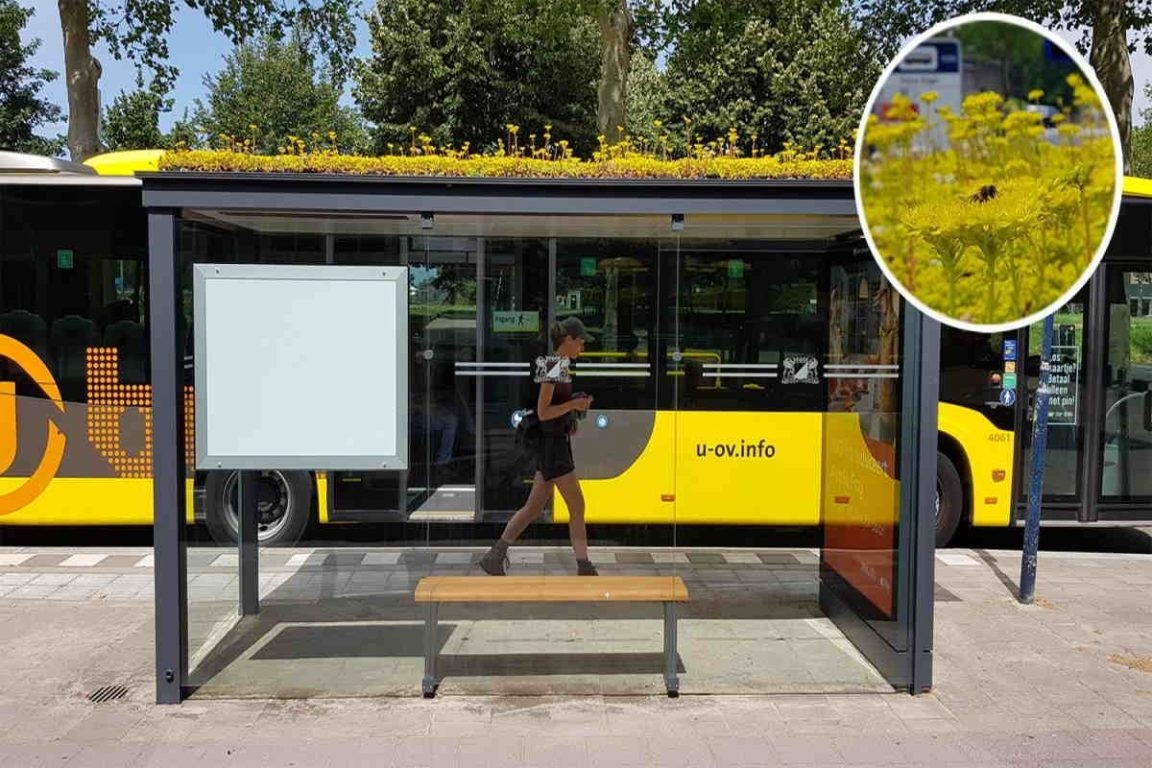 Holanda inclui plantas e flores em pontos de ônibus para preservar abelhas