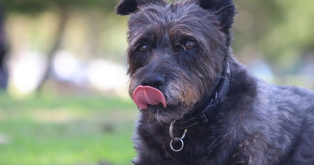 Alphaville receberá diferentes feiras de adoção de animais neste fim de semana