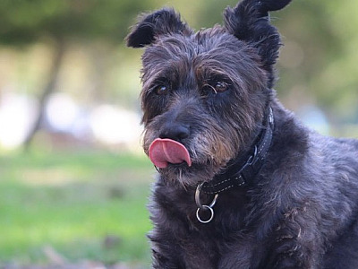 Alphaville receberá diferentes feiras de adoção de animais neste fim de semana