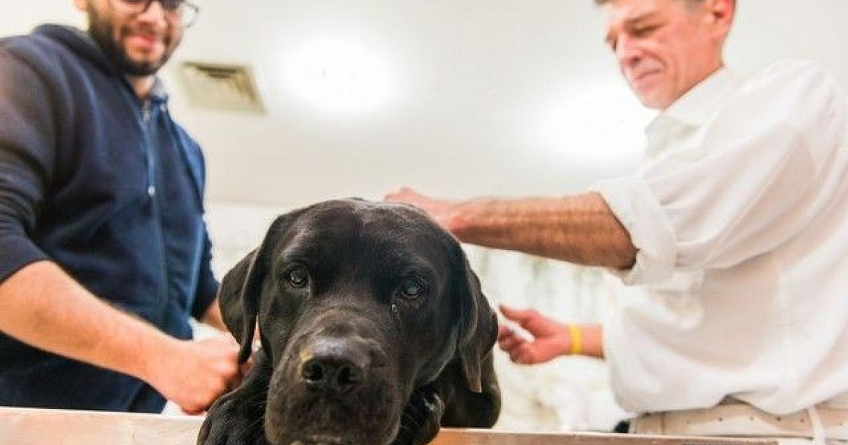 Assim como em 2020, Barueri não terá campanha de vacinação contra raiva