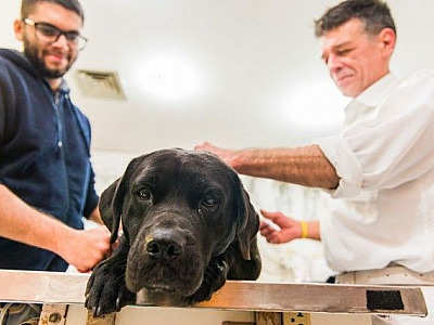 Assim como em 2020, Barueri não terá campanha de vacinação contra raiva