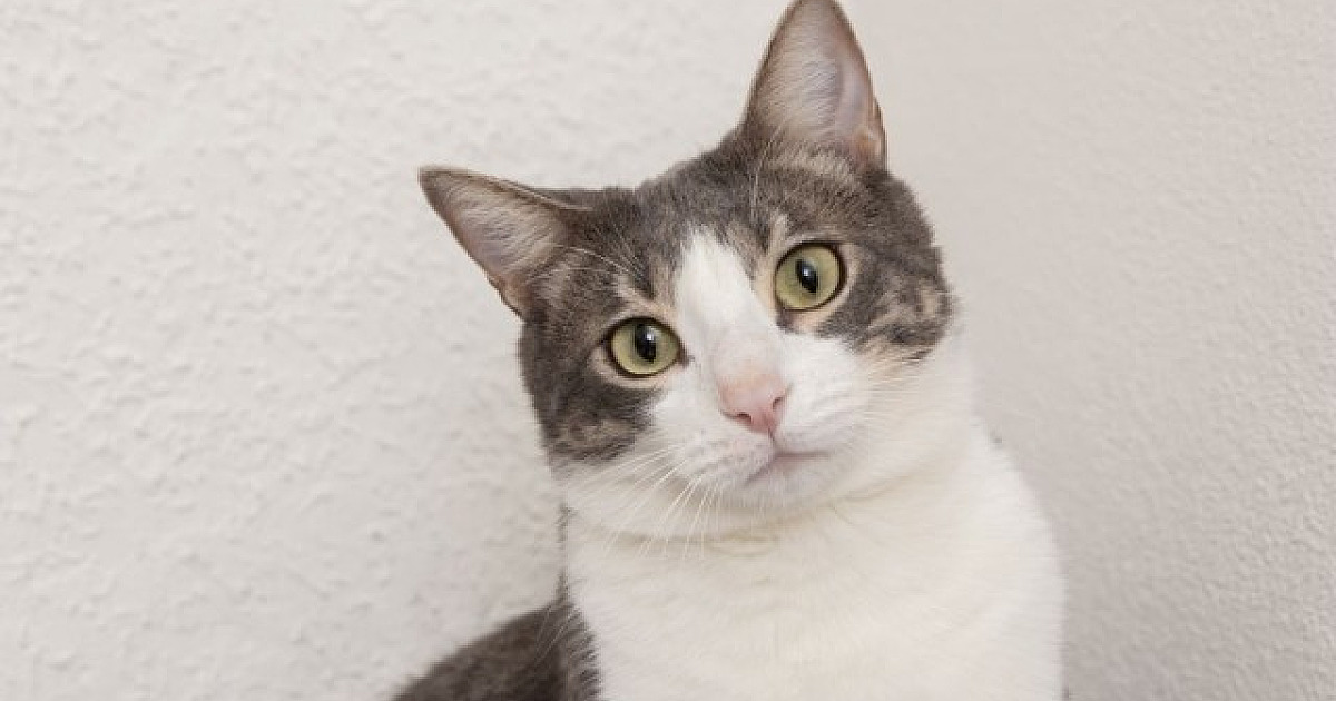 ONG Anjos dos Bichos realiza campanha para arrecadar ração para gatos