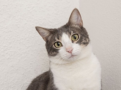 ONG Anjos dos Bichos realiza campanha para arrecadar ração para gatos