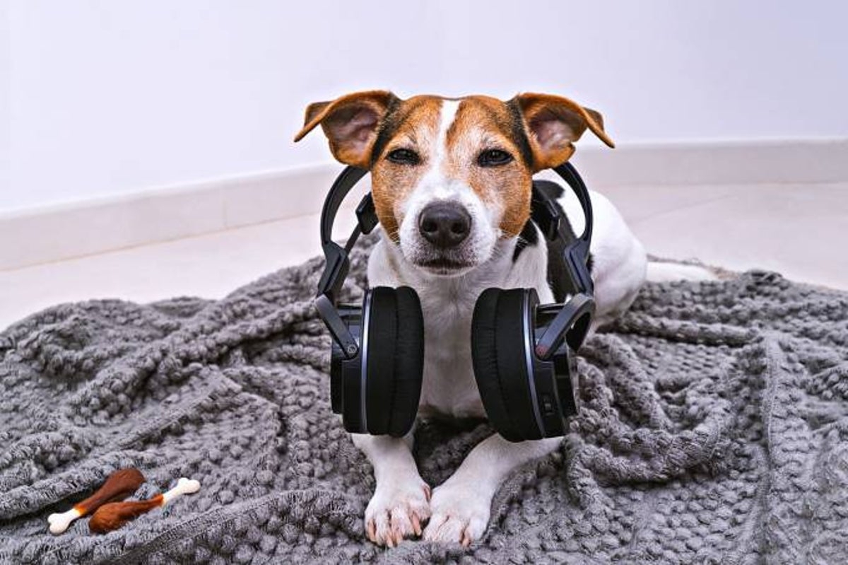 Spotify cria playlists para você ouvir com o seu pet