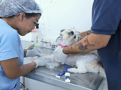 Barueri abre agendamento para castração gratuita na quinta-feira (1/2)