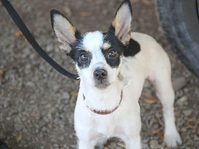 Agendamento para castração de pets em Barueri acontece no dia 5 de abril