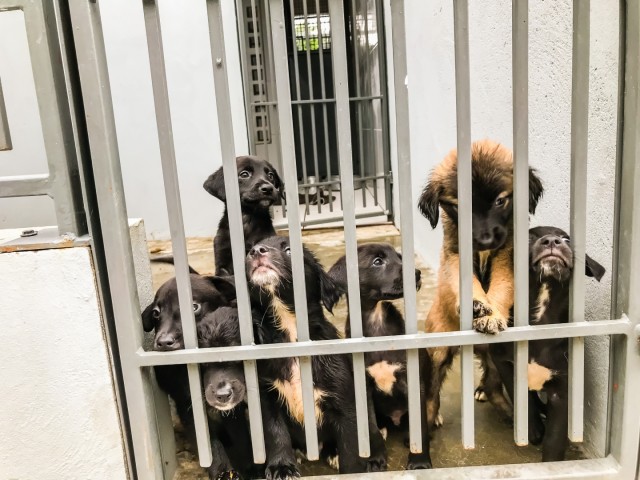 Durante quarentena, Barueri realiza adoção de animais por meio das redes sociais