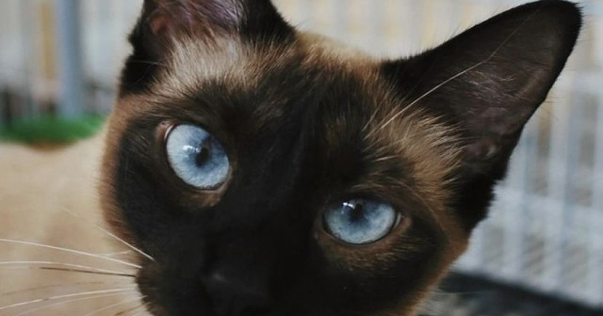 Em prol de seus projetos, SOS Pet Alpha realizará noite da pizza