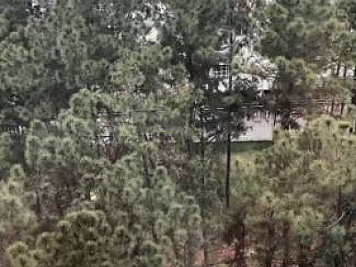 Prefeitura de Barueri diz que retirada de árvores na Al. Itapecuru está autorizada