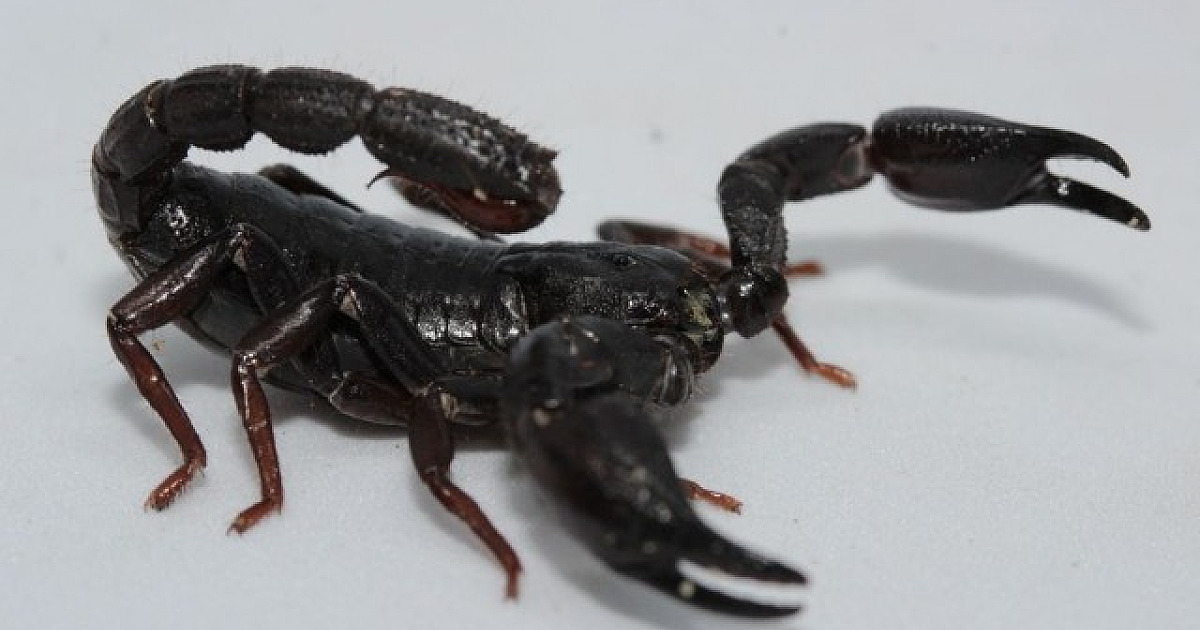 Veneno de escorpião amazonense poderá ser usado para matar células de câncer de mama