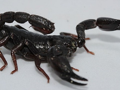 Veneno de escorpião amazonense poderá ser usado para matar células de câncer de mama