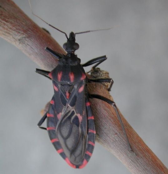 Controle de Endemias faz alerta de barbeiros na região