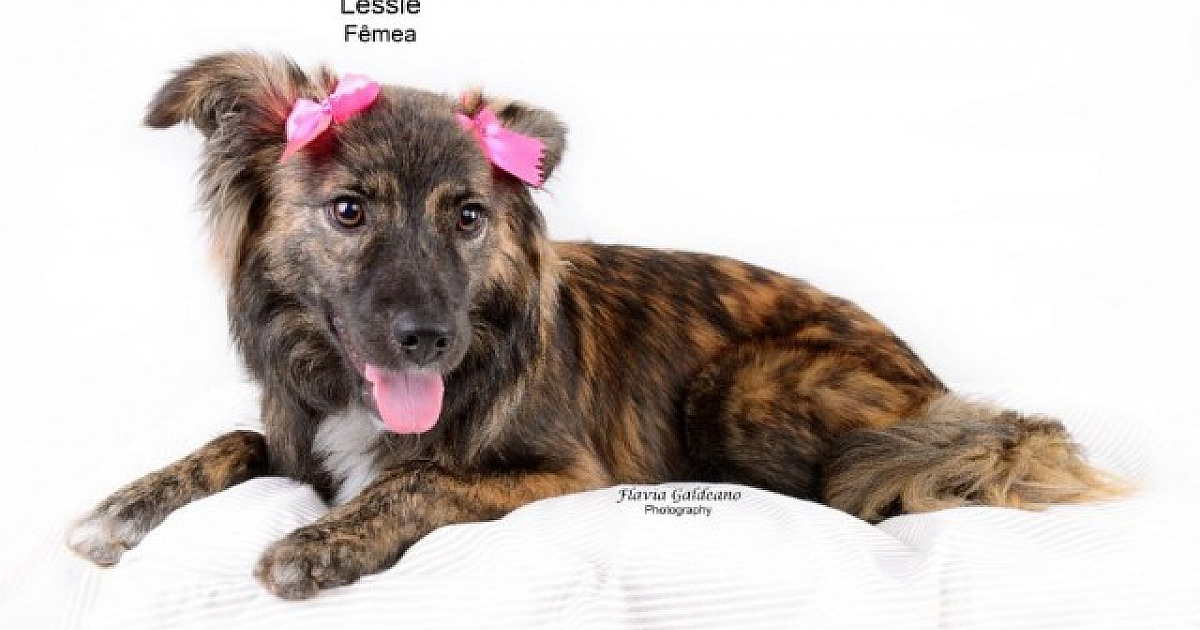 SOS Pet Alpha recebe certificação em Boas Práticas
em Transparência e Gestão