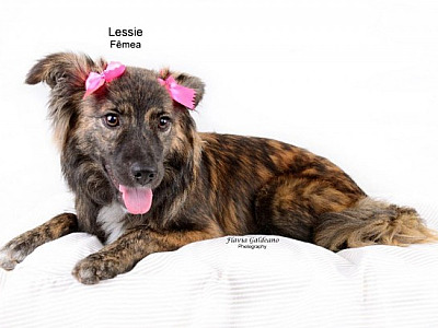 SOS Pet Alpha recebe certificação em Boas Práticas
em Transparência e Gestão