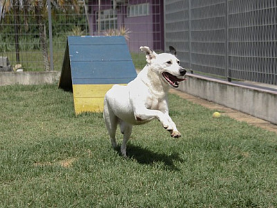 Alphaville recebe feiras de adoção de pets neste fim de semana