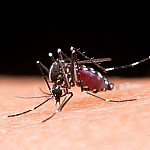 Santana de Parnaíba promove campanha de vacinação contra sarampo e febre amarela a partir de fevereiro