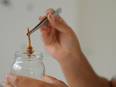 Com a chegada do verão, aumenta o risco de acidentes com animais peçonhentos