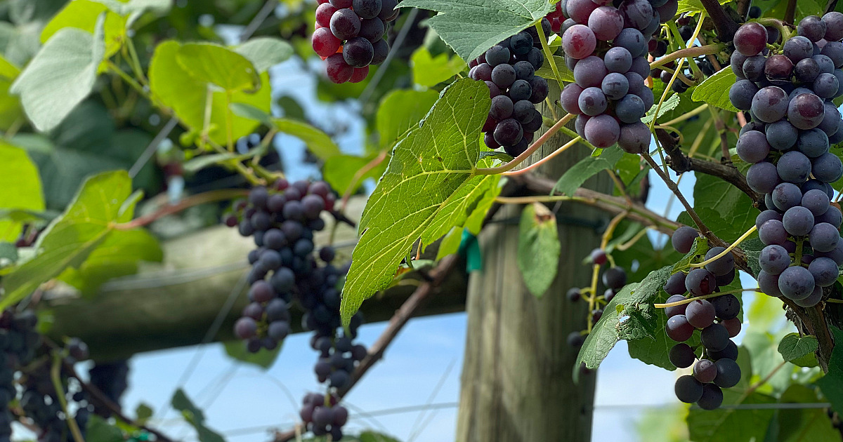 Jundiaí realiza 41ª Festa da Uva e 12ª Expo Vinhos com atrações gastronômicas, culturais e tecnológicas