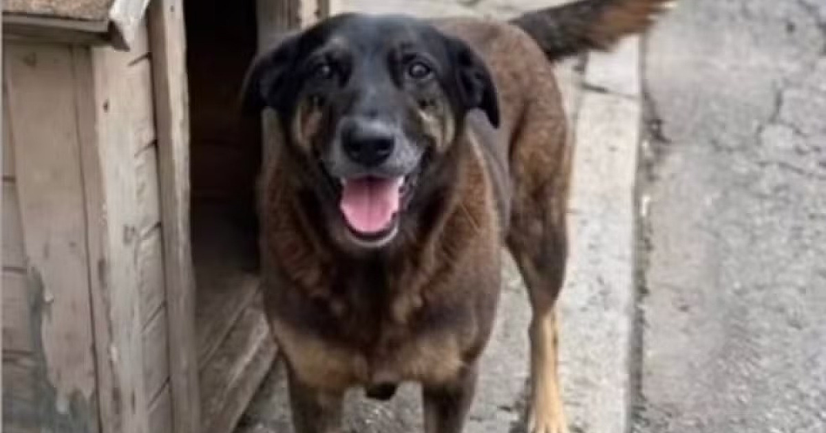 Saiba que sanções podem ser aplicadas a jovens que mataram cão Orelha