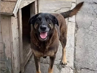 Saiba que sanções podem ser aplicadas a jovens que mataram cão Orelha