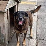 Saiba que sanções podem ser aplicadas a jovens que mataram cão Orelha