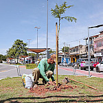 Prefeitura de Barueri avalia quase 4 mil árvores e planta mais de 2,6 mil mudas