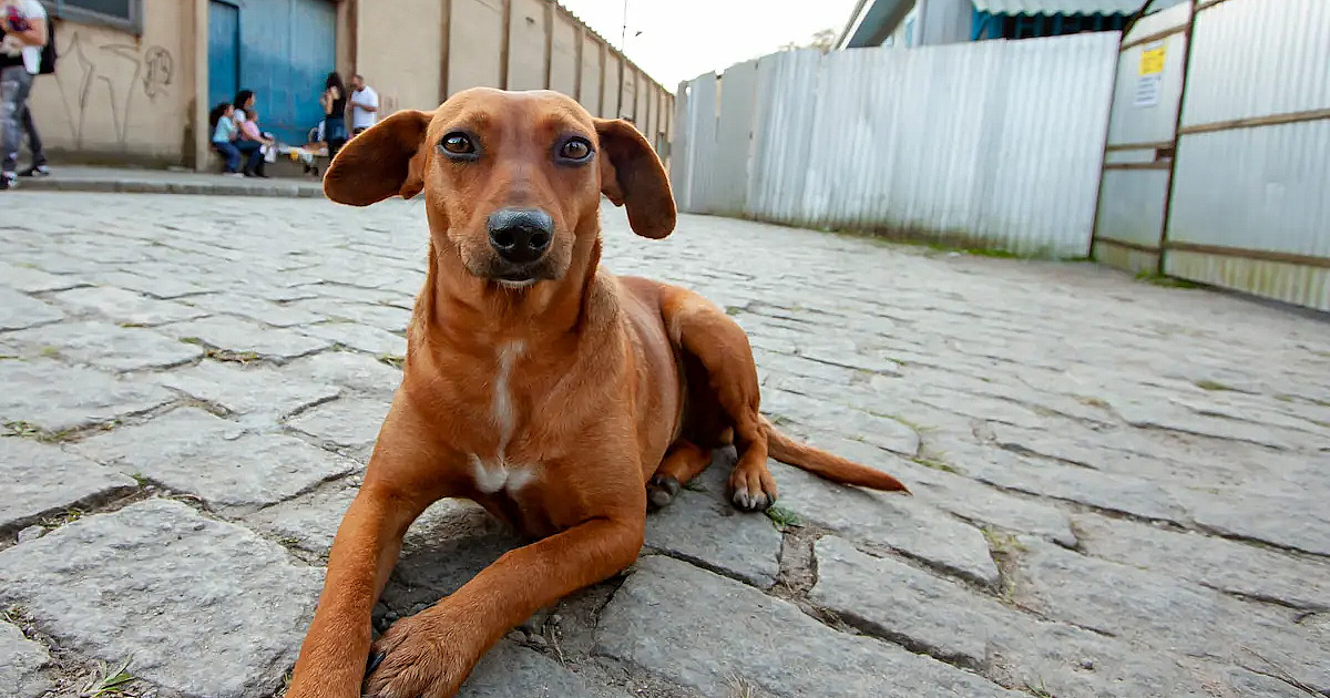 São Paulo tem serviço online para denunciar maus-tratos contra animais
